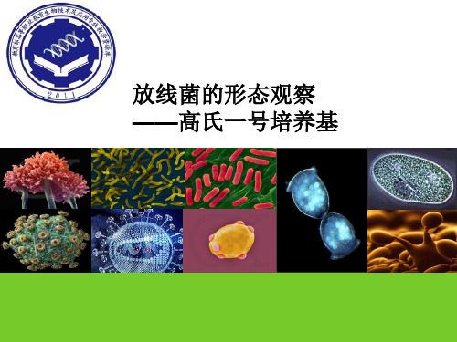 教学课件-放线菌的形态观察.