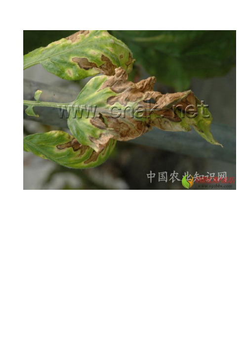番茄晚疫病