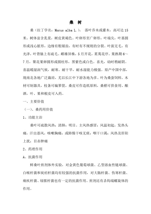 桑树