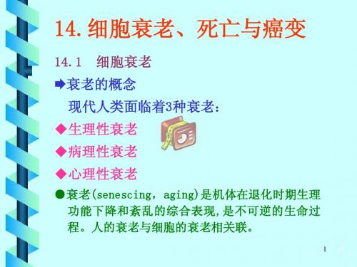 王金发14章课件