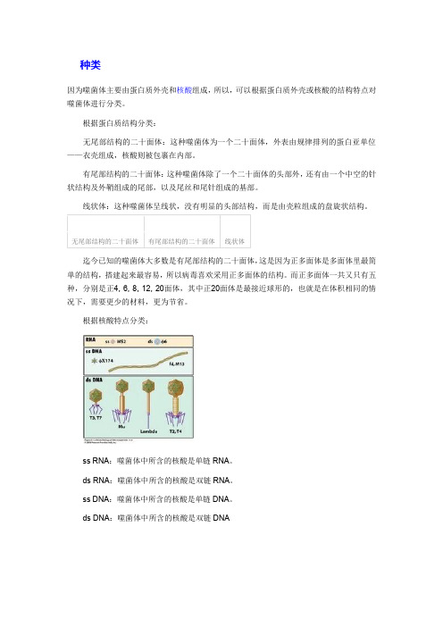 (完整word版)噬菌体种类与形态