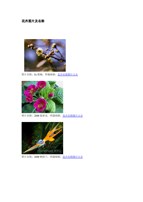 花卉图片及名称