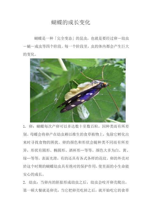蝴蝶的成长变化