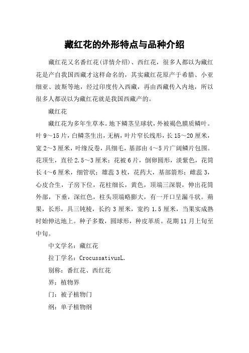 藏红花的外形特点与品种介绍