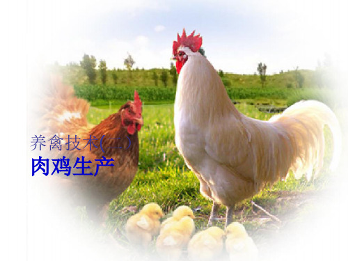 肉鸡生产技术