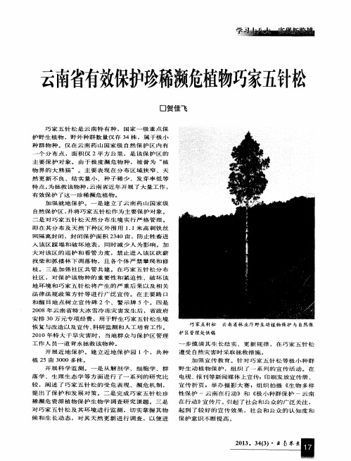 云南省有效保护珍稀濒危植物巧家五针松
