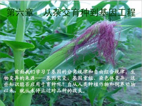 6.1杂交育种与诱变育种