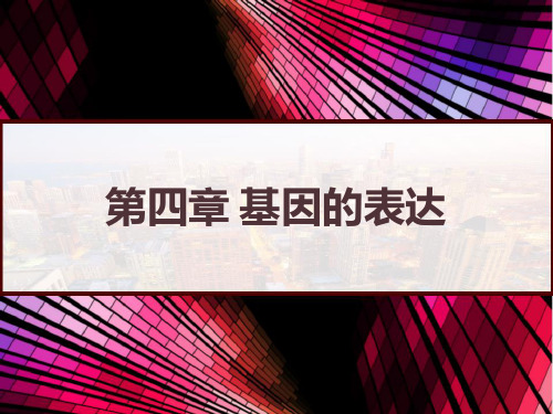 高中生物复习(人教版,必修二)第四章 基因的表达 PPT