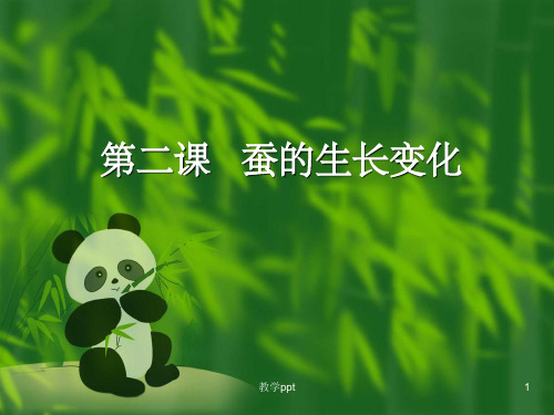 教科版三年级科学下册课件蚕的生长变化