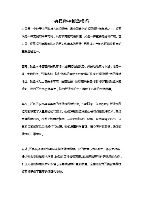 兴县种植板蓝根吗