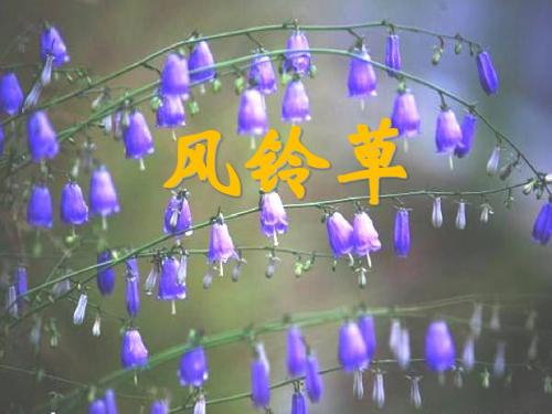 《风铃草》PPT课件