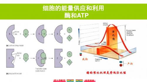 自主学习能力测评高三生物一轮复习酶和ATP