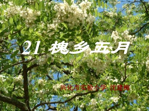 槐乡五月
