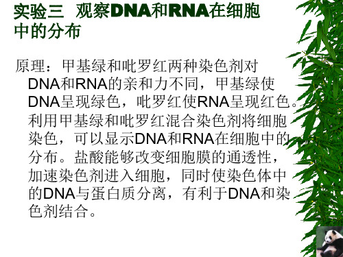 实验五观察细胞中DNA和RNA的分布