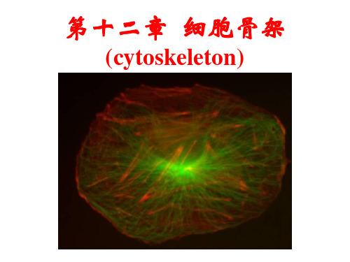 细胞骨架