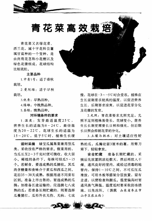 青花菜高效栽培