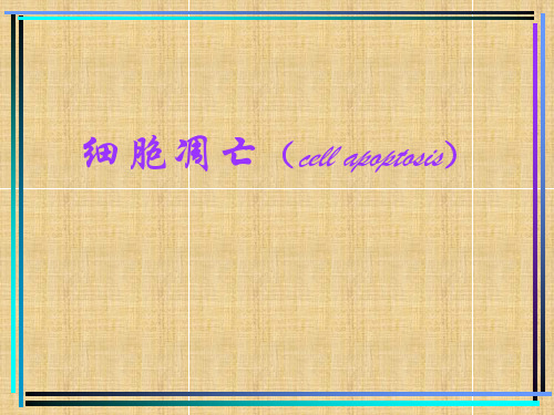 高中生物细胞凋亡名师精编课件 中图版 必修1
