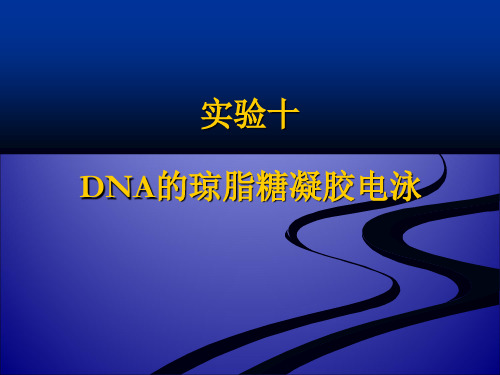 DNA的琼脂糖凝胶电泳
