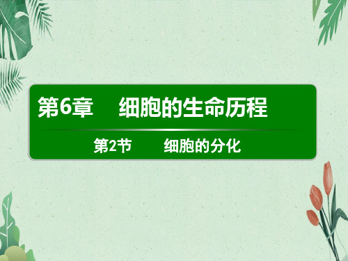 6.2细胞的分化(共16张PPT)(完美版课件)