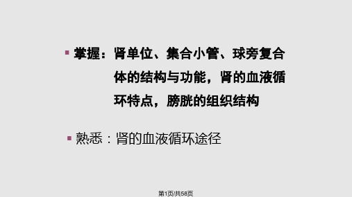 组织学与胚胎学泌尿系统肾PPT课件