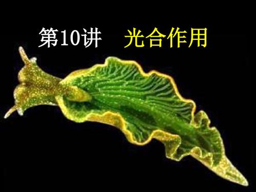 一轮复习光合作用(最新)