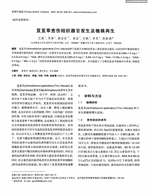 芨芨草愈伤组织器官发生及植株再生