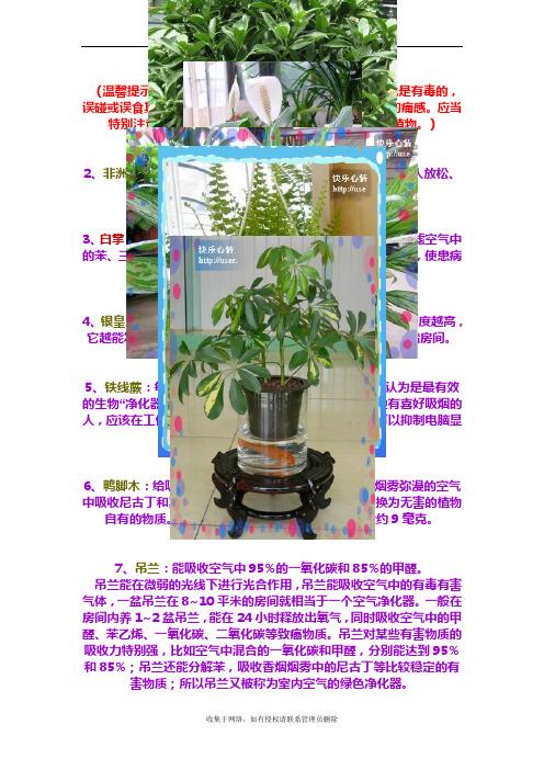 最新18种室内适宜的植物