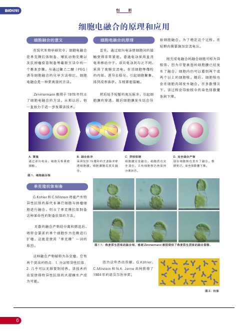 细胞电融合的原理和应用