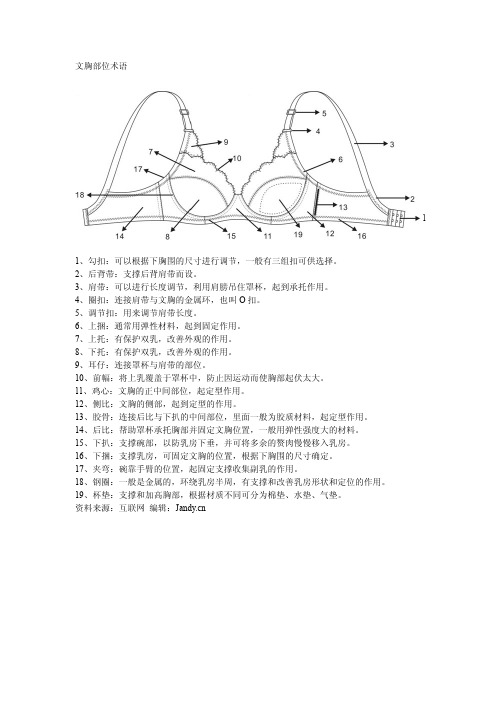 文胸部位术语