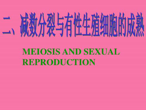 细胞的减数分裂和生殖细胞的形成和受精ppt课件
