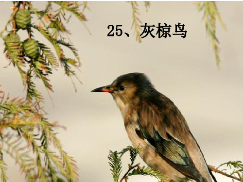 25灰椋鸟2精品PPT课件