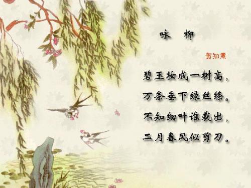 柳叶儿课件