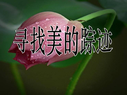 六下美术《寻找美的踪迹》精品PPT课件