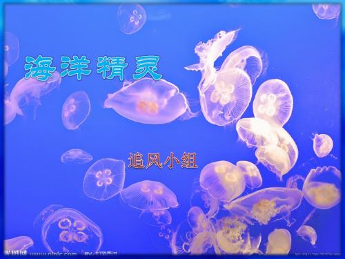 水母