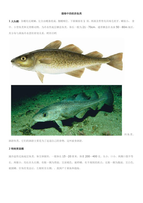 渤海中的经济鱼类