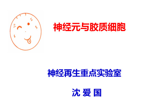 神经元和神经胶质细胞2.ppt