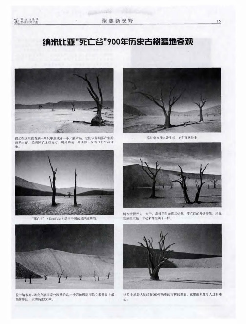纳米比亚“死亡谷”900年历史古树墓地奇观