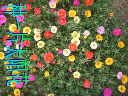 鄂教版六年级上册种下一片太阳花3(共8张PPT)