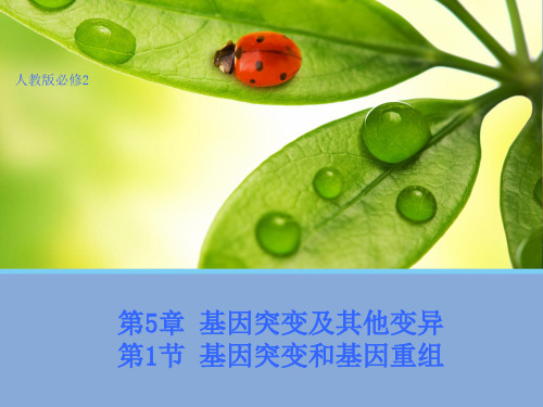 高中人教版生物必修2教学课件：5.1 基因突变和基因重组2 word版含答案
