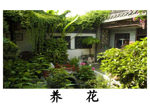 六年级下册语文优秀课件-1.1《养花》北师大版 (4)(共30张PPT)