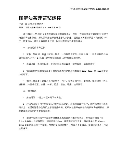 图解油茶芽苗砧嫁接