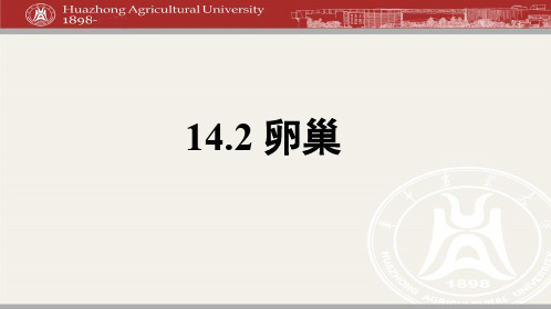 14.2 卵巢(下)
