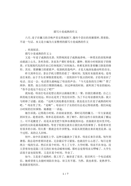 描写小麦成熟的作文