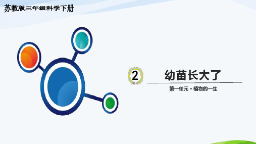 苏教版科学三年级下册1.2《幼苗长大了》教学课件