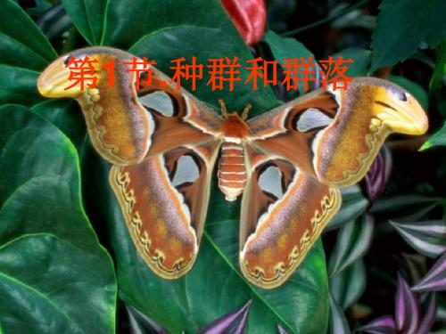 七年级科学种群和群落