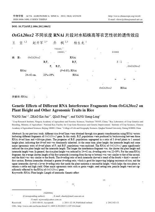 OsGA20ox2不同长度RNAi片段对水稻株高等农艺性状的遗传效应