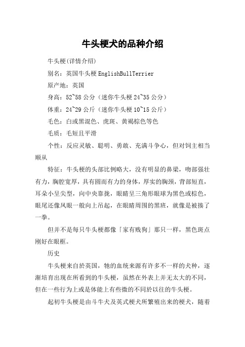 牛头梗犬的品种介绍