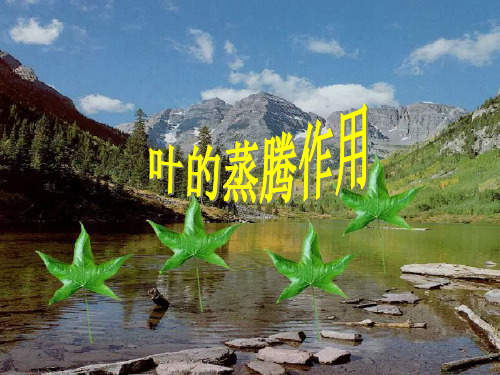 叶的蒸腾作用PPT教学课件