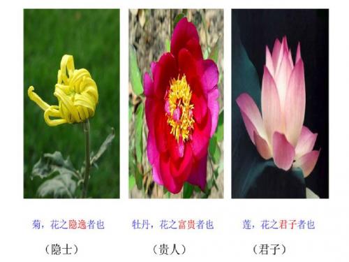 牡丹的拒绝课件1