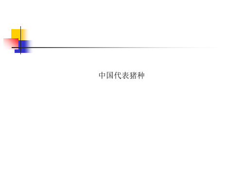 中国代表猪种
